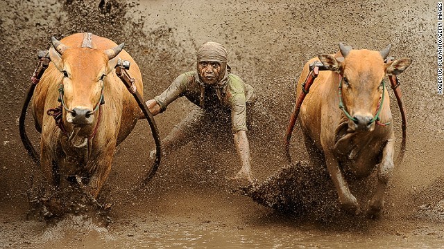 1. Lễ hội Pacu Jawi, Indonesia: Vào cuối mỗi vụ thu hoạch lúa, người nông dân ở Tây Sumatra thường tổ chức một lễ hội đua bò độc đáo.